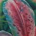 Tattoos - Star Gazer Lily - 58842